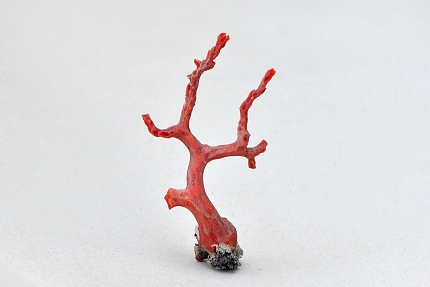 bloedkoraal (corallium rubrum) 5-2016 8771